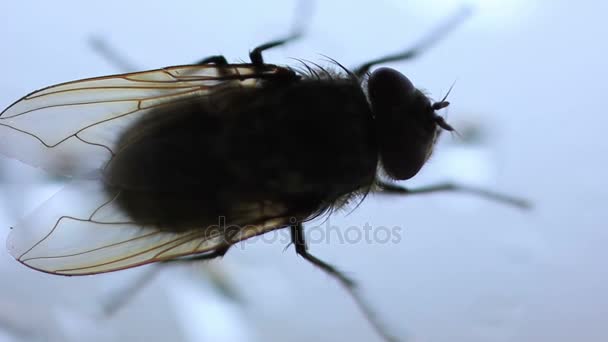 Mouche domestique Insecte rampant par la fenêtre — Video