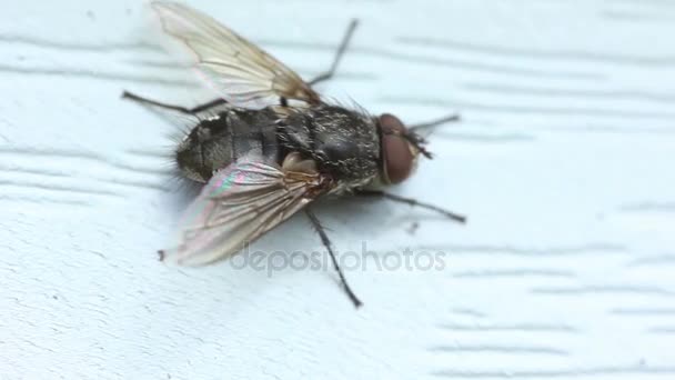 Casa mosca insecto arrastrándose por la ventana — Vídeos de Stock