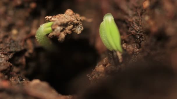 Germinación de pequeñas plantas de menta verde — Vídeo de stock