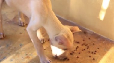 Küçük şirin aç köpek yemek