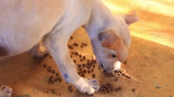 Small Cute Hungry Puppy Eating — Stock Video