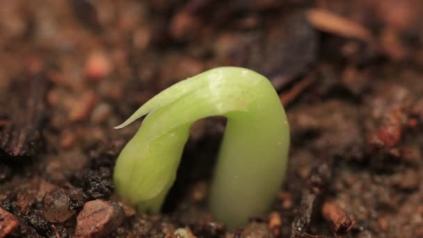 Μικρό πράσινο μέντα φυτά αυξανόμενη βλασταίνοντας σπόρους — Αρχείο Βίντεο