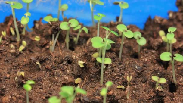 Pequeñas plantas de menta verde que crecen semillas germinantes — Vídeo de stock