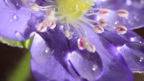 Forget me Not Flowers With Drop of Water Close up — Stock Video