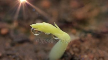 Yağmur damla çimlenme tohum bezelye yakın