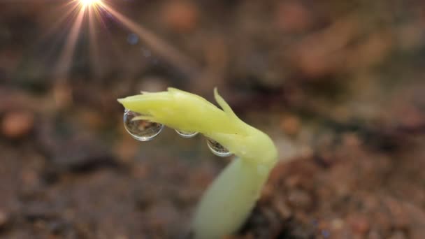 Goccia di pioggia Germinazione Seme Pisello Close up — Video Stock