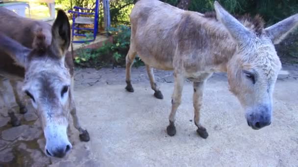 Divertido burro pastando en el campo — Vídeo de stock