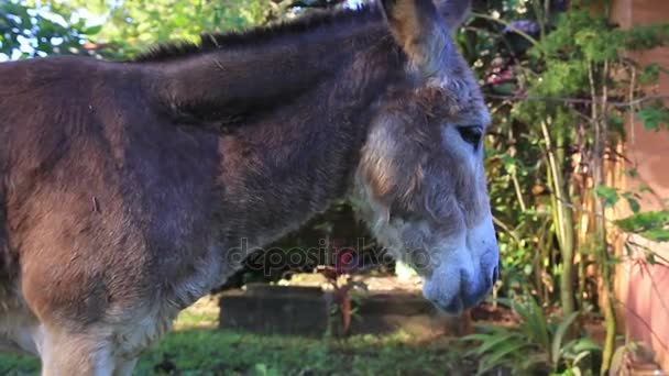 Engraçado Donkey Grazing no campo — Vídeo de Stock