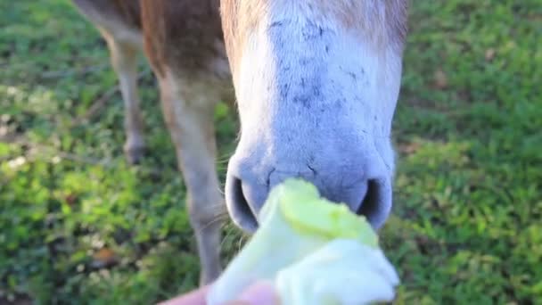 Divertido burro cabeza tomando comida — Vídeos de Stock