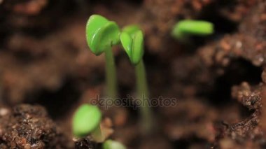 Eski kronometre saat dişli mekanizması döndürme