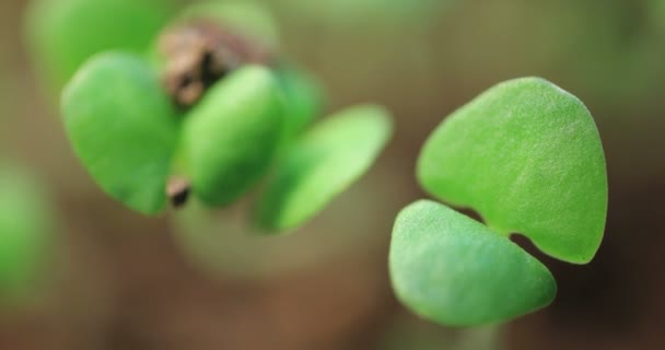 Keimprozess Grüner Pflanzen Zeitraffer Aus Nächster Nähe — Stockvideo