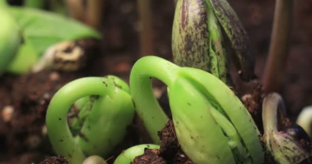 Extreme Close Beans Growing Ground Germination Process Springtime Time Lapse — Stock Video