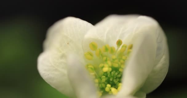 Helleborus Niger Sněženka květ otevření Blosssom — Stock video