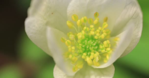 Helleborus Niger Snowdrop bloem Opening Blosssom — Stockvideo