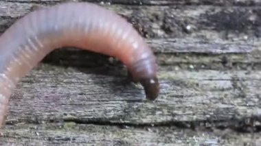 Solucan Creeping ahşap aşırı yakın kadar üzerinde