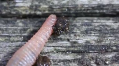 Solucan Creeping ahşap aşırı yakın kadar üzerinde