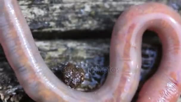 Aardworm kruipende op het hout Extreme Close-up — Stockvideo