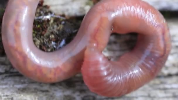 Earthworm Creeping on the Wood Extreme Close up — Stock Video