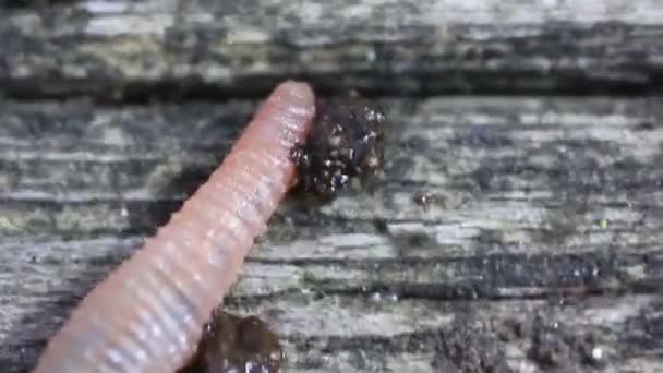Aardworm kruipende op het hout Extreme Close-up — Stockvideo