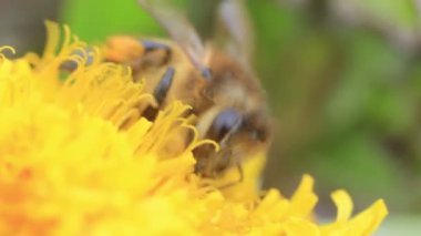 Bal arı yakın sarı çiçek Pollinating
