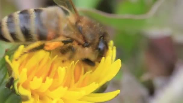 Miel abeja primer plano polinización amarillo flor — Vídeo de stock