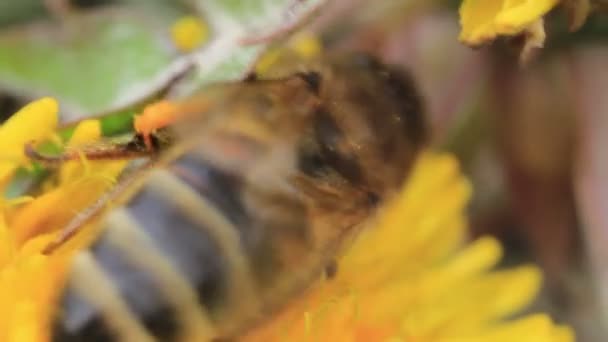 Miel abeja primer plano polinización amarillo flor — Vídeo de stock