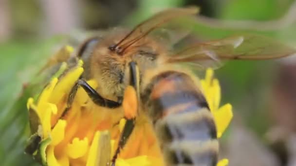 Ape Miele Primo piano Impollinazione Fiore Giallo — Video Stock