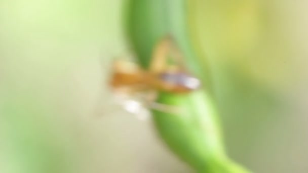 레드 열 대 개미 극단적인 가까이 잎에 — 비디오