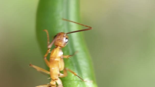 Rote tropische Ameise extrem nah am Blatt — Stockvideo