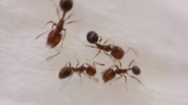 Ats beyaz izole sol yemek yeme