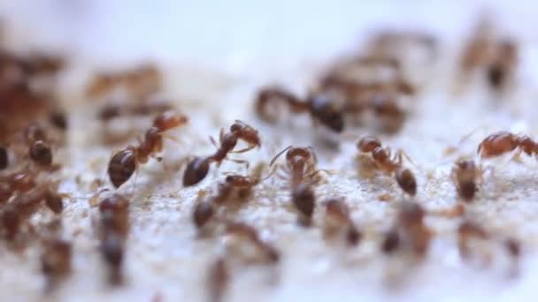 Hormigas comiendo Extremo Primer plano — Vídeos de Stock