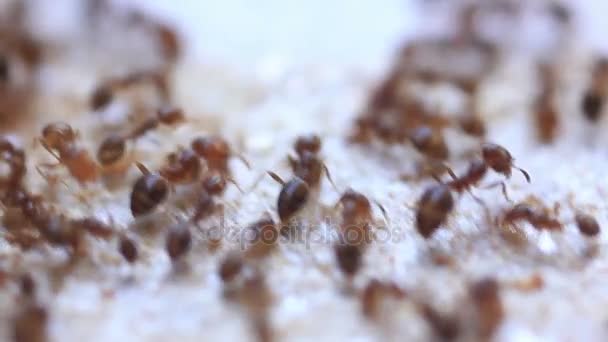Ants Eating Extreme Close Up — стоковое видео