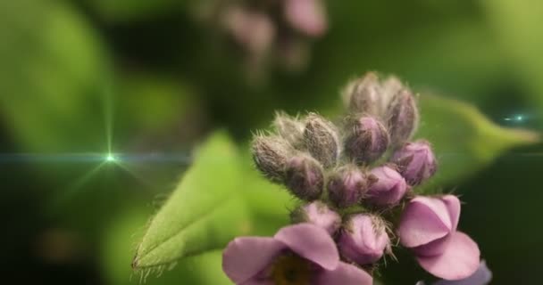 Forget me değil çiçek zaman atlamalı büyüyen — Stok video