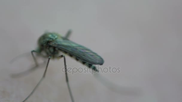 Mosquito insecto mordiendo humano en la piel — Vídeo de stock