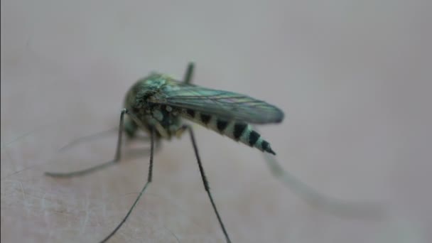 Mosquito de insetos mordendo humano na pele — Vídeo de Stock