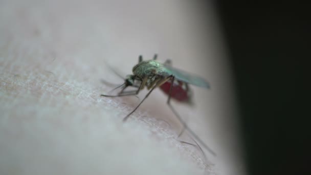 Peligroso insecto mosquito mordiendo la piel humana — Vídeo de stock