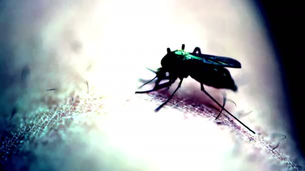 Insect Mosquito menselijk huid bijten wegvliegen — Stockvideo