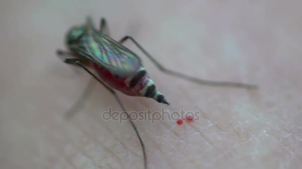 Комары-насекомые кусают человеческую кожу — стоковое видео