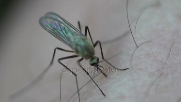 Mosquito insecto mordiendo la piel humana — Vídeos de Stock