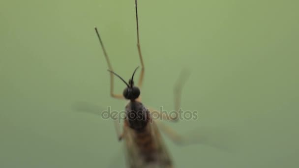 Insect Mosquito Isolated on Green Background — Stock Video