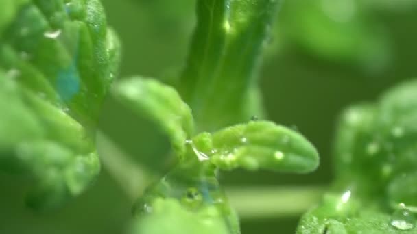 Droppar regn vatten dagg på bladen — Stockvideo