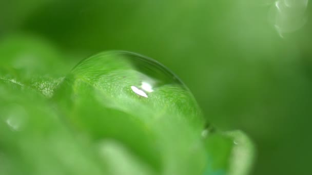 Tropfen Regenwasser fallen in freie Blume — Stockvideo