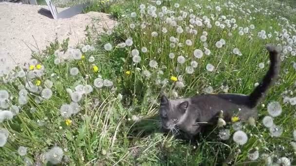 Gyönyörű szürke macska séta kívül fű pitypang virág — Stock videók