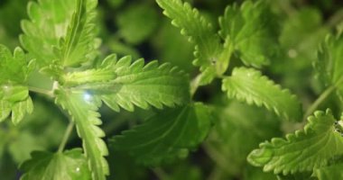 Çimlenme arka plan büyüyen yeşil Melisa bitki