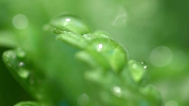 Gotas de agua de lluvia Rocío en hojas — Vídeos de Stock