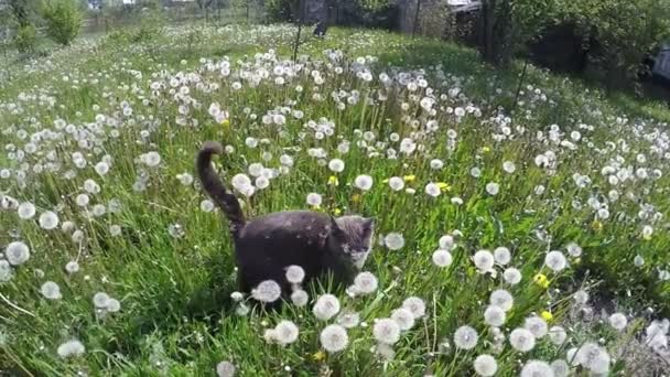 Bellissimo gatto grigio che cammina fuori in erba fiori di tarassaco — Video Stock