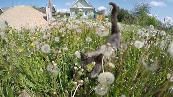 Dışarıda çimenlerde yürüyüş güzel Gri kedi karahindiba çiçekler — Stok video