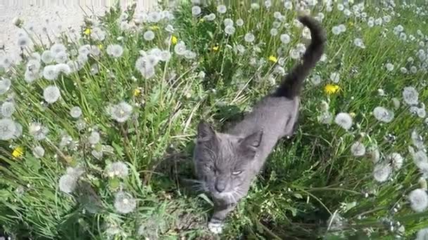 Dışarıda çimenlerde yürüyüş güzel Gri kedi karahindiba çiçekler — Stok video