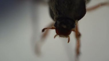 Cockchafer böcek ciddi Pest, Bahçeleri yakın