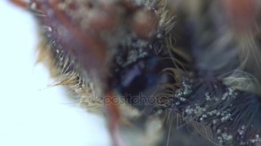 Cockchafer böcek ciddi Pest, Bahçeleri yakın